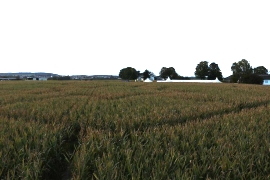 Maislabyrinth in Hessen